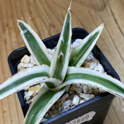 SH37660 Agave victoriae-reginae 'White Rhino'