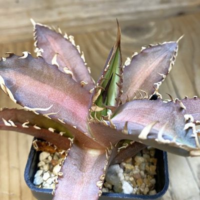 SH17816 Agave titanota ‘Red Catweazle’