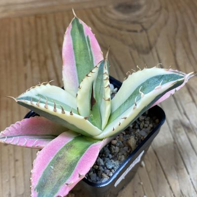 SH21216 Agave titanota ‘Snaggle Tooth’ f. variegata
