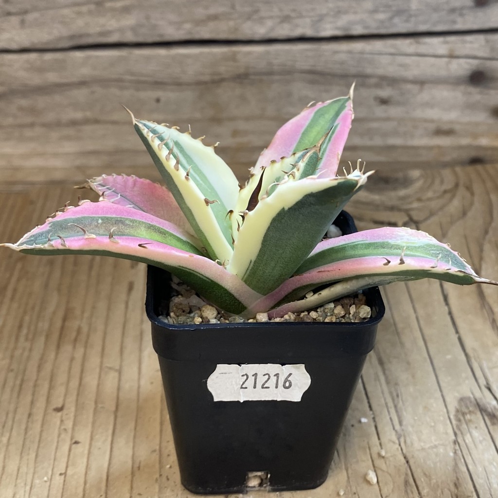 SH21216 Agave titanota ‘Snaggle Tooth’ f. variegata – Bild 2