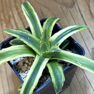 SH39378 Agave victoriae-reginae f. variegata