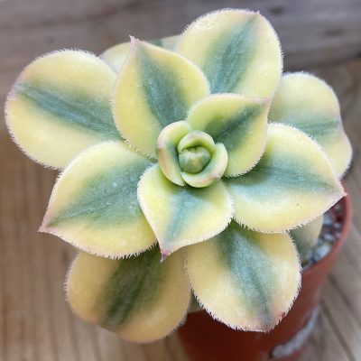 SH39379 Aeonium 'Sunburst' f. variegata