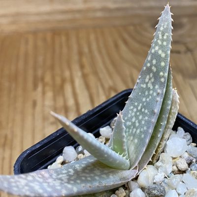 SH39451 Aloe vacillans, seedling