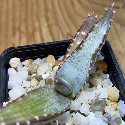 SH36289 Aloe pavelkae PV 1781, seedling