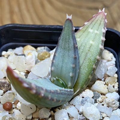 SH35751 Aloe pavelkae PV 1781, seedling