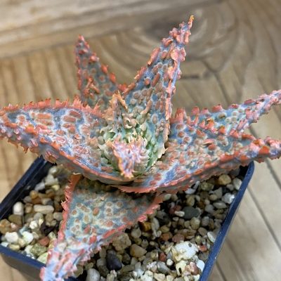 SH39380 Aloe TCT hybrid