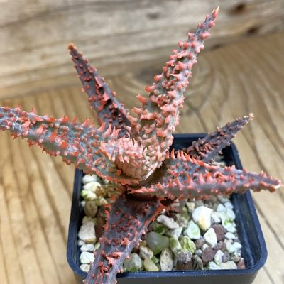 SH39381 Aloe TCT hybrid