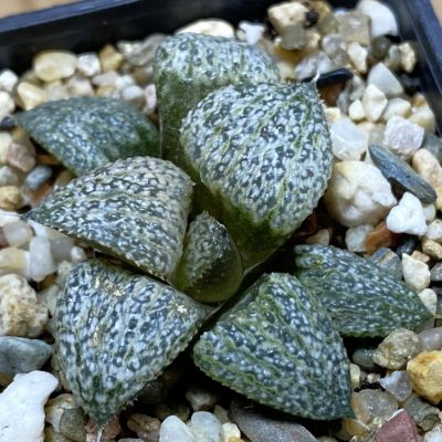 SH39382 Haworthia splendens GM 452