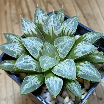 SH39383 Haworthia 'Love Heart'
