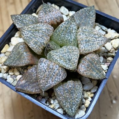 SH39384 Haworthia picta -Japan-