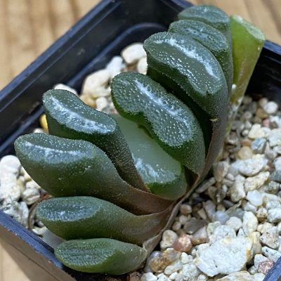 SH39385 Haworthia truncata