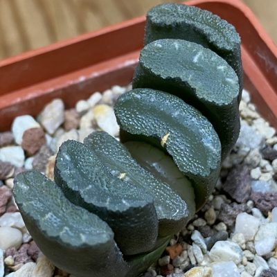 SH39386 Haworthia truncata