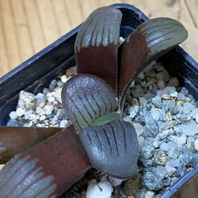 SH39372 Haworthia springbokvlakensis