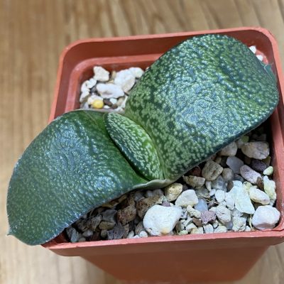 SH39388 Gasteria armstrongii