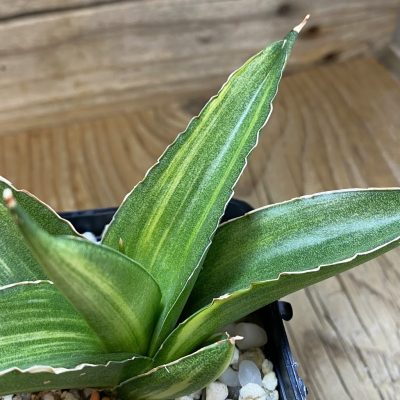 SH39391 Sansevieria suriyothai f. variegata