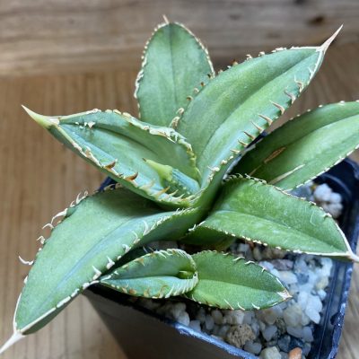 SH39392 Agave titanota ‘White Thorn’ selection