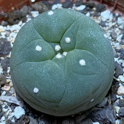 SH39393 Anhalonium diffusa v. lutea