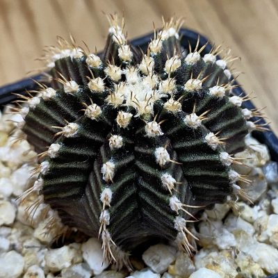 SH39826 Gymnocalycium mihanovichii 'Star Line'
