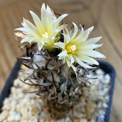 SH39827 Turbinicarpus flaviflorus VM 1016