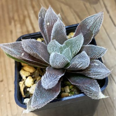 SH39829 Haworthia cooperi v. venusta