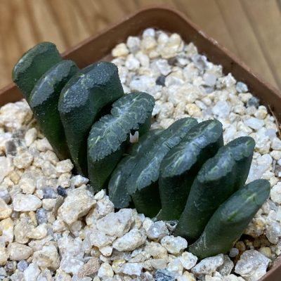 SH39830 Haworthia truncata -Japan-