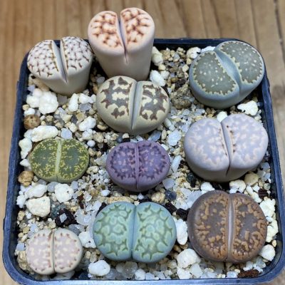 SH39831 Lithops mix