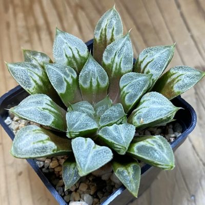 SH39796 Haworthia 'Love Heart'