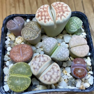 SH39833 Lithops mix