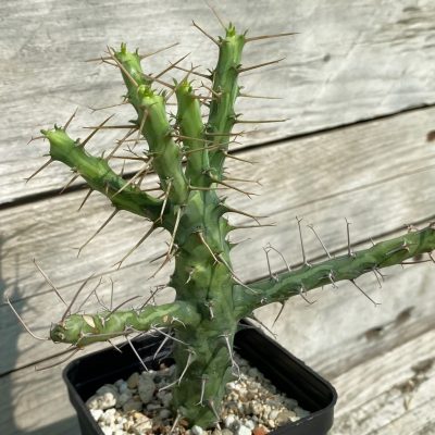 SH39834 Euphorbia schizacantha