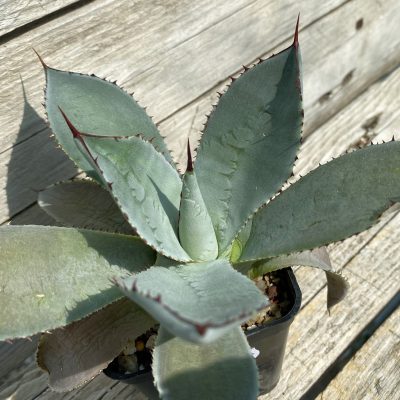 SH39835 Agave guadalajarana ‘Leon Paff’