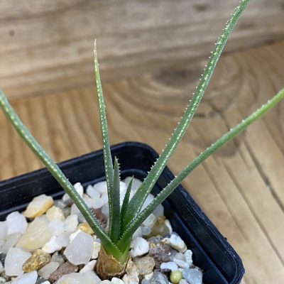 SH39836 Aloe pronkii
