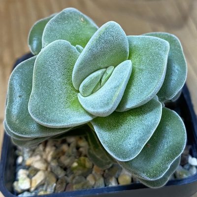 SH39838 Crassula 'Coralita'