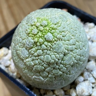 SH39841 Pseudolithos migiurtinus