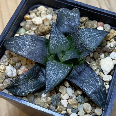 SH39797 Haworthia marxii