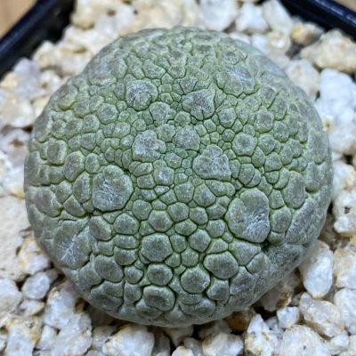 SH39842 Pseudolithos migiurtinus