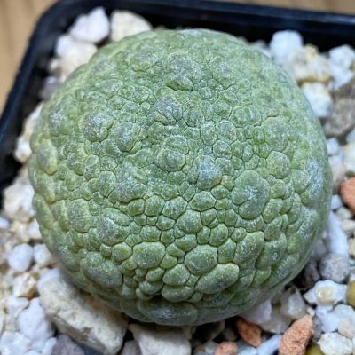SH39843 Pseudolithos migiurtinus