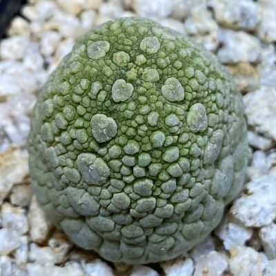 SH39844 Pseudolithos migiurtinus hybrid