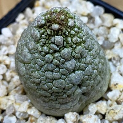 SH39845 Pseudolithos migiurtinus hybrid