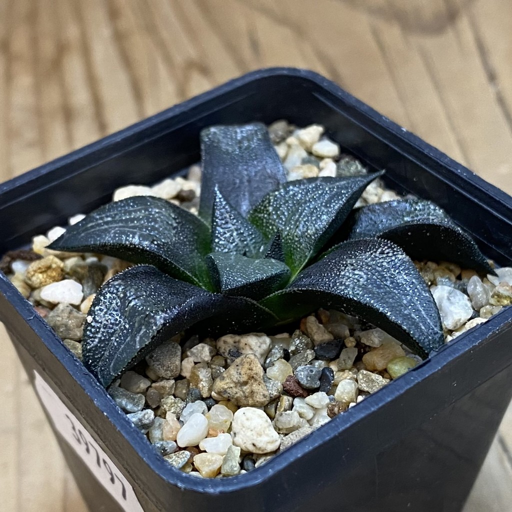 SH39797 Haworthia marxii – Bild 2