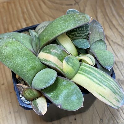 SH39846 Gasteria mix