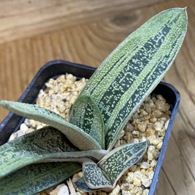 SH39847 Gasteria 'Little Warty' hybrid