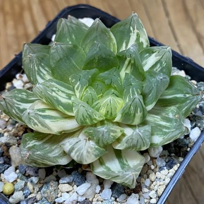 SH39848 Haworthia obtusa f. variegata