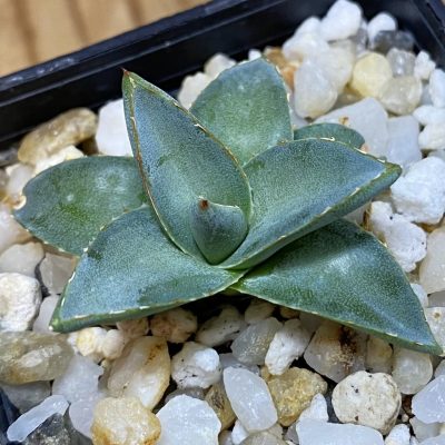 SH39849 Agave filifera x victoriae-reginae compact