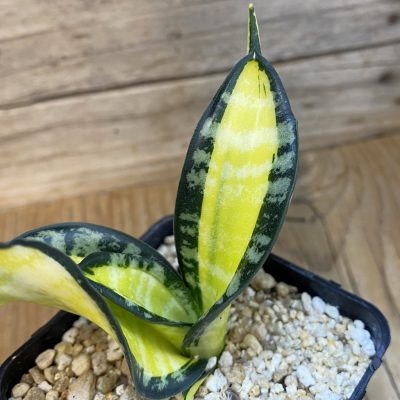 SH39850 Sansevieria 'Golden Wendy'