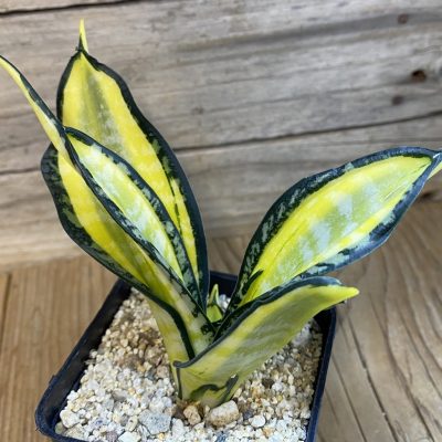 SH39851 Sansevieria 'Golden Wendy'