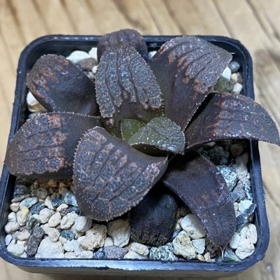 SH39798 Haworthia hybrid