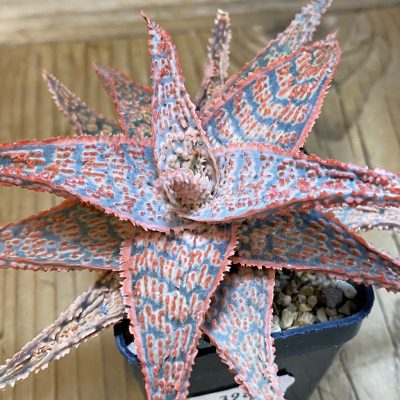 SH39852 Aloe TCT hybrid