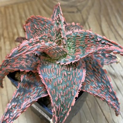 SH39853 Aloe TCT hybrid