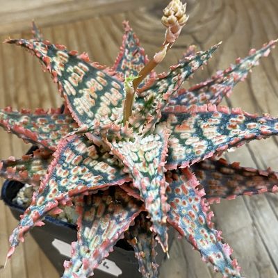 SH39854 Aloe TCT hybrid
