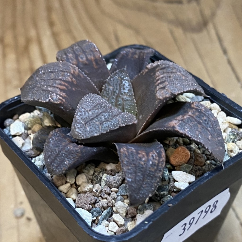 SH39798 Haworthia hybrid – Bild 2